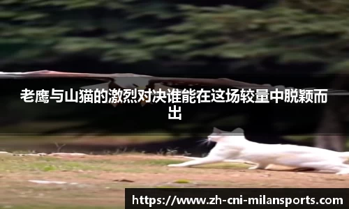 老鹰与山猫的激烈对决谁能在这场较量中脱颖而出